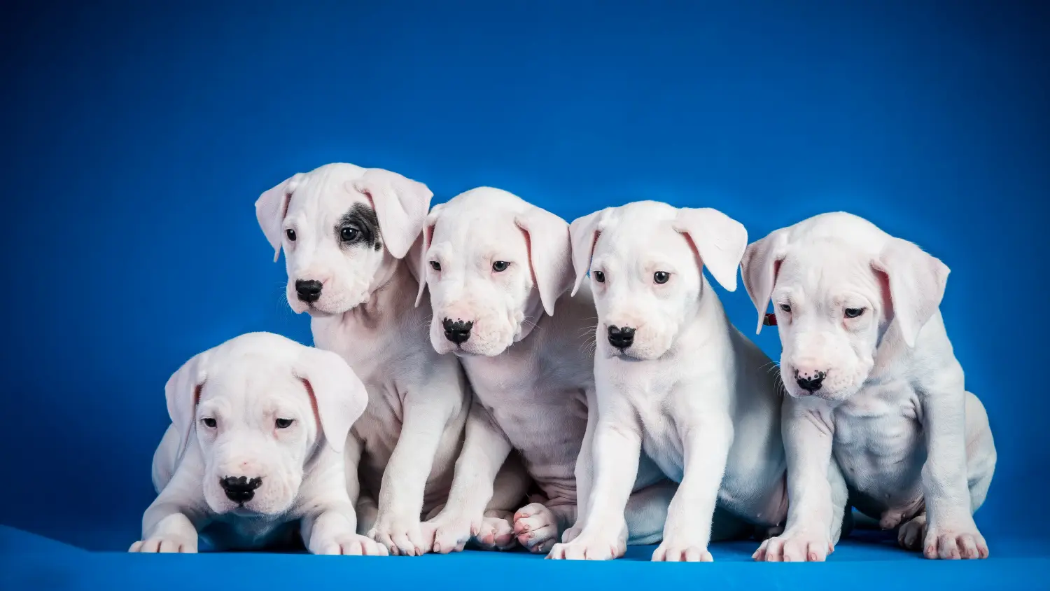 Egy Dogo Argentino kölyökkutya megvásárlása felelősségvállalást jelent! Vásároljon Dogo Argentino kiskutyákat.