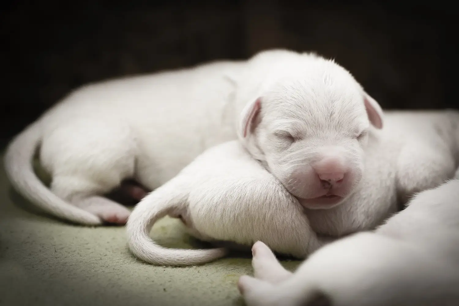 Egy Dogo Argentino kölyökkutya megvásárlása felelősségvállalást jelent! Vásároljon Dogo Argentino kiskutyákat.