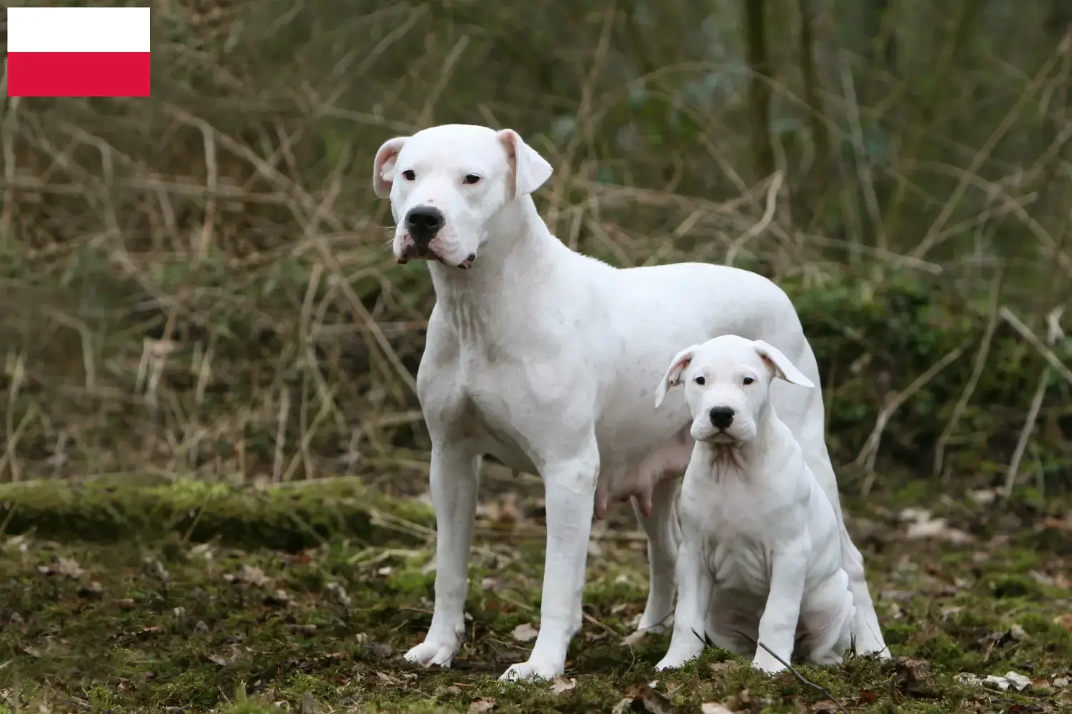 Dogo Argentino kölykök és tenyésztők Lengyelország Keress Dogo Argentinos tenyésztőket Lengyelországban.