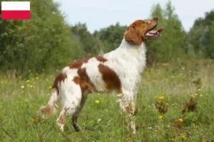 Read more about the article Epagneul Breton tenyésztők és kiskutyák Lengyelországban
