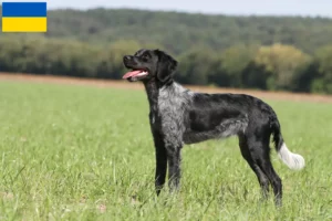 Read more about the article Epagneul Breton tenyésztők és kölykök Ukrajnában