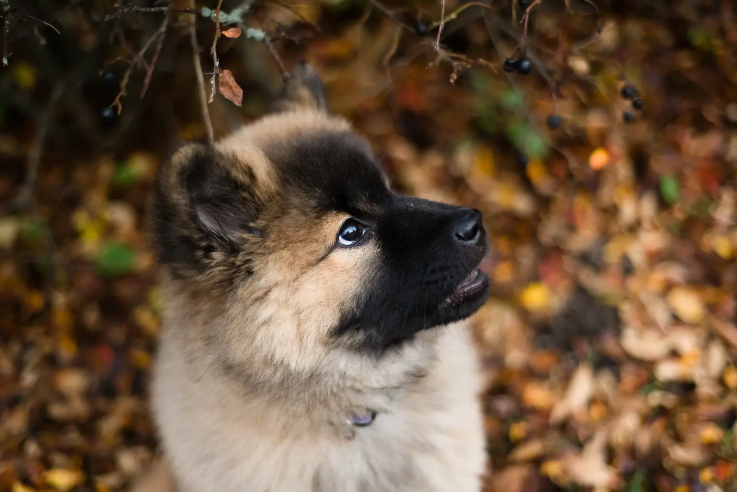 Eurasier kiskutya vásárlása felelősségvállalást jelent! Eurasier kiskutyák vásárlása.
