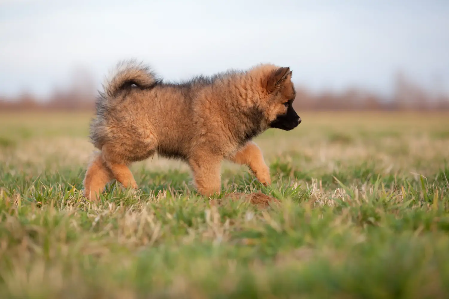 Eurasier kiskutya vásárlása felelősségvállalást jelent! Eurasier kiskutyák vásárlása.
