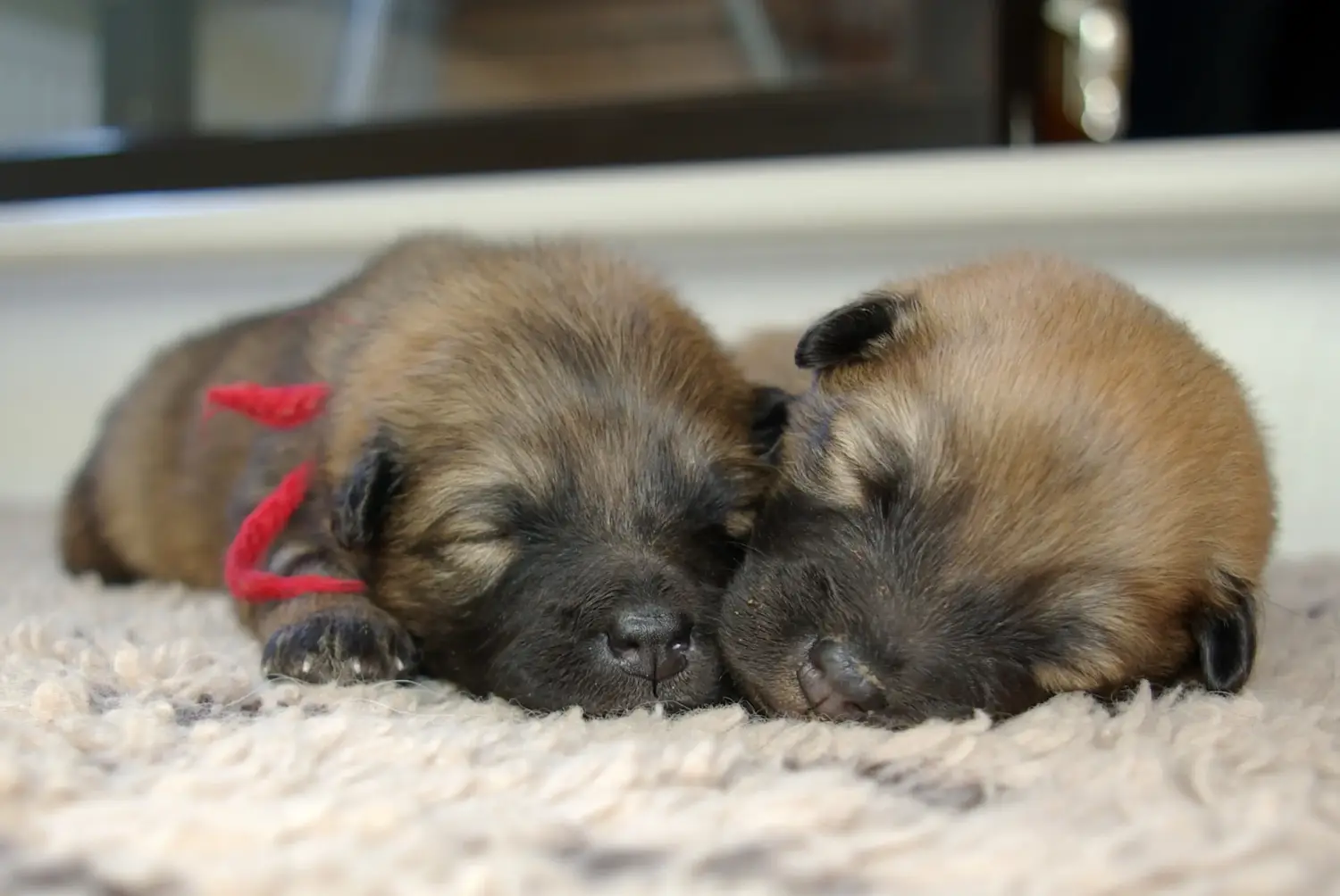 Eurasier kiskutya vásárlása felelősségvállalást jelent! Eurasier kiskutyák vásárlása.