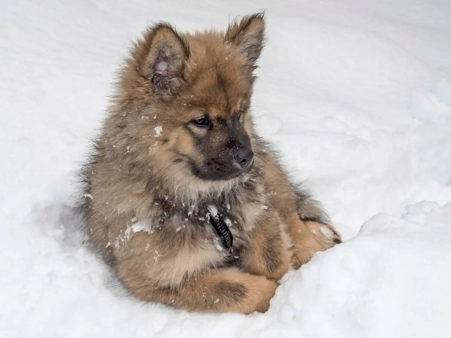 Eurasier kiskutya vásárlása felelősségvállalást jelent! Eurasier kiskutyák vásárlása.