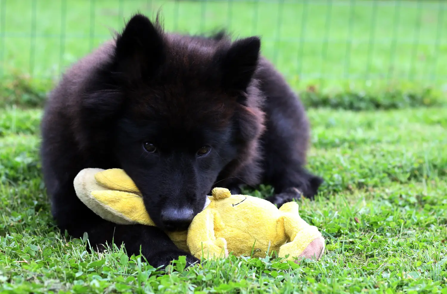 Eurasier kiskutya vásárlása felelősségvállalást jelent! Eurasier kiskutyák vásárlása.