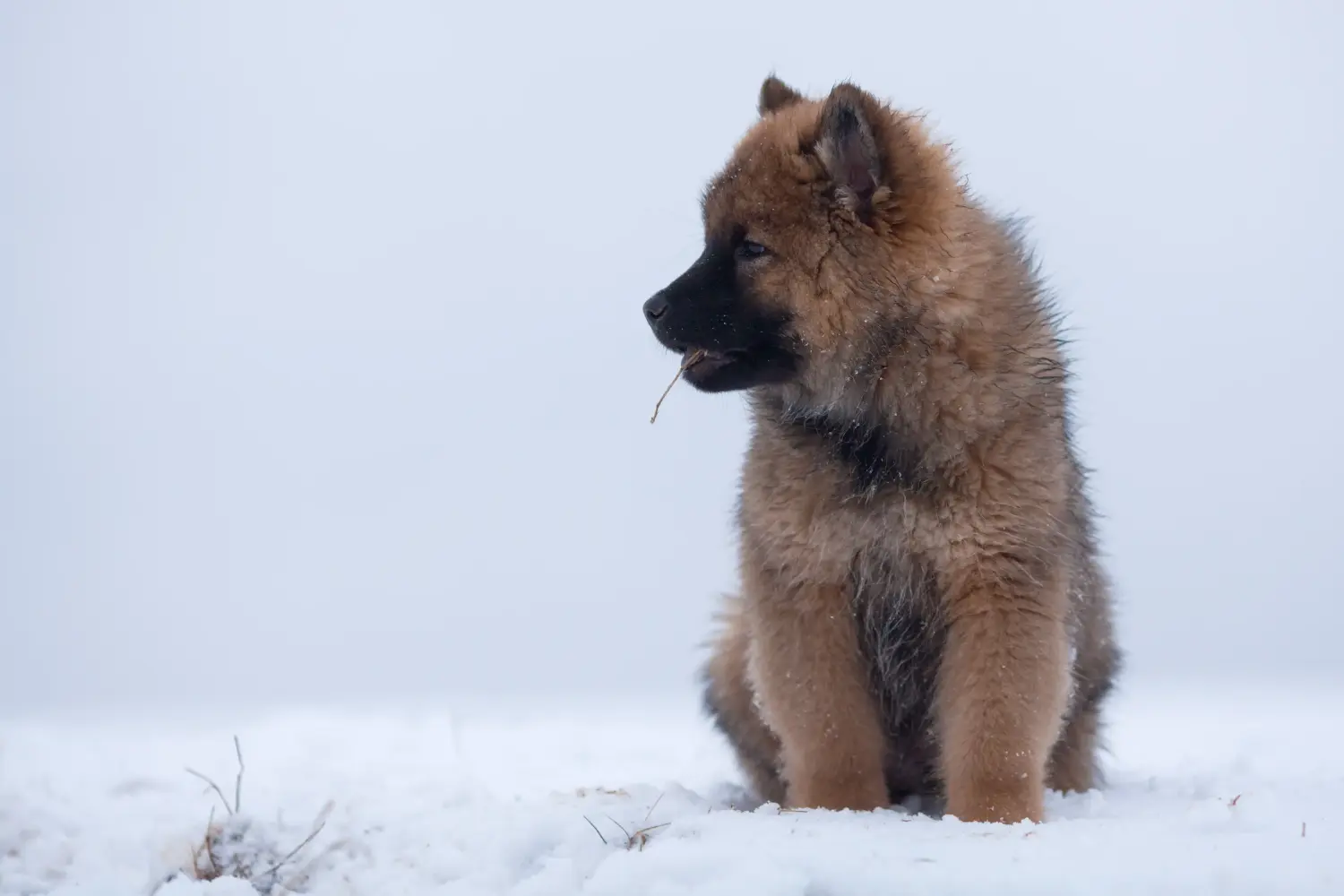 Eurasier kiskutya vásárlása felelősségvállalást jelent! Eurasier kiskutyák vásárlása.