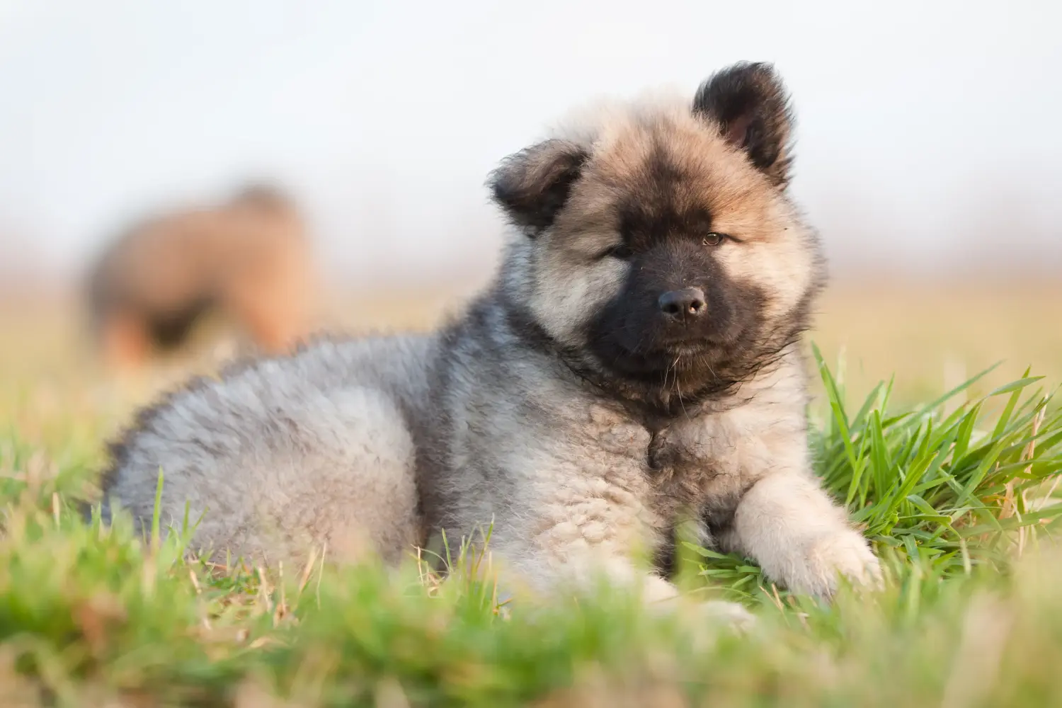 Eurasier kiskutya vásárlása felelősségvállalást jelent! Eurasier kiskutyák vásárlása.