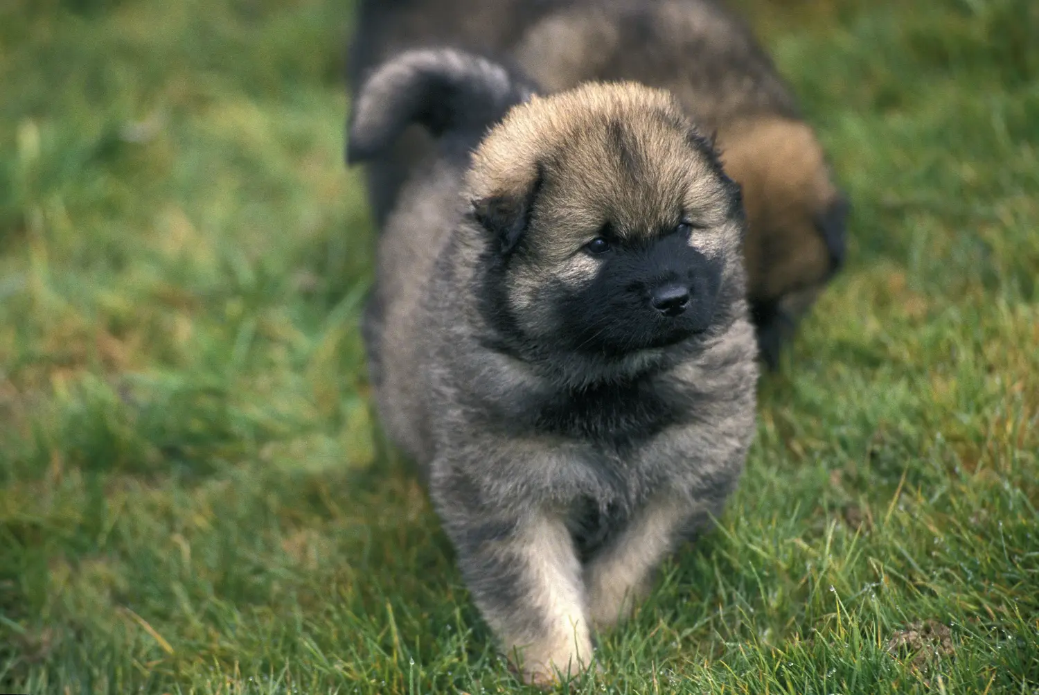 Eurasier kiskutya vásárlása felelősségvállalást jelent! Eurasier kiskutyák vásárlása.