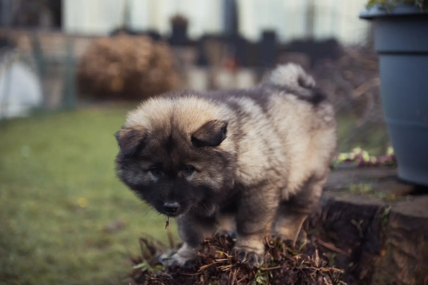 Eurasier kiskutya vásárlása felelősségvállalást jelent! Eurasier kiskutyák vásárlása.