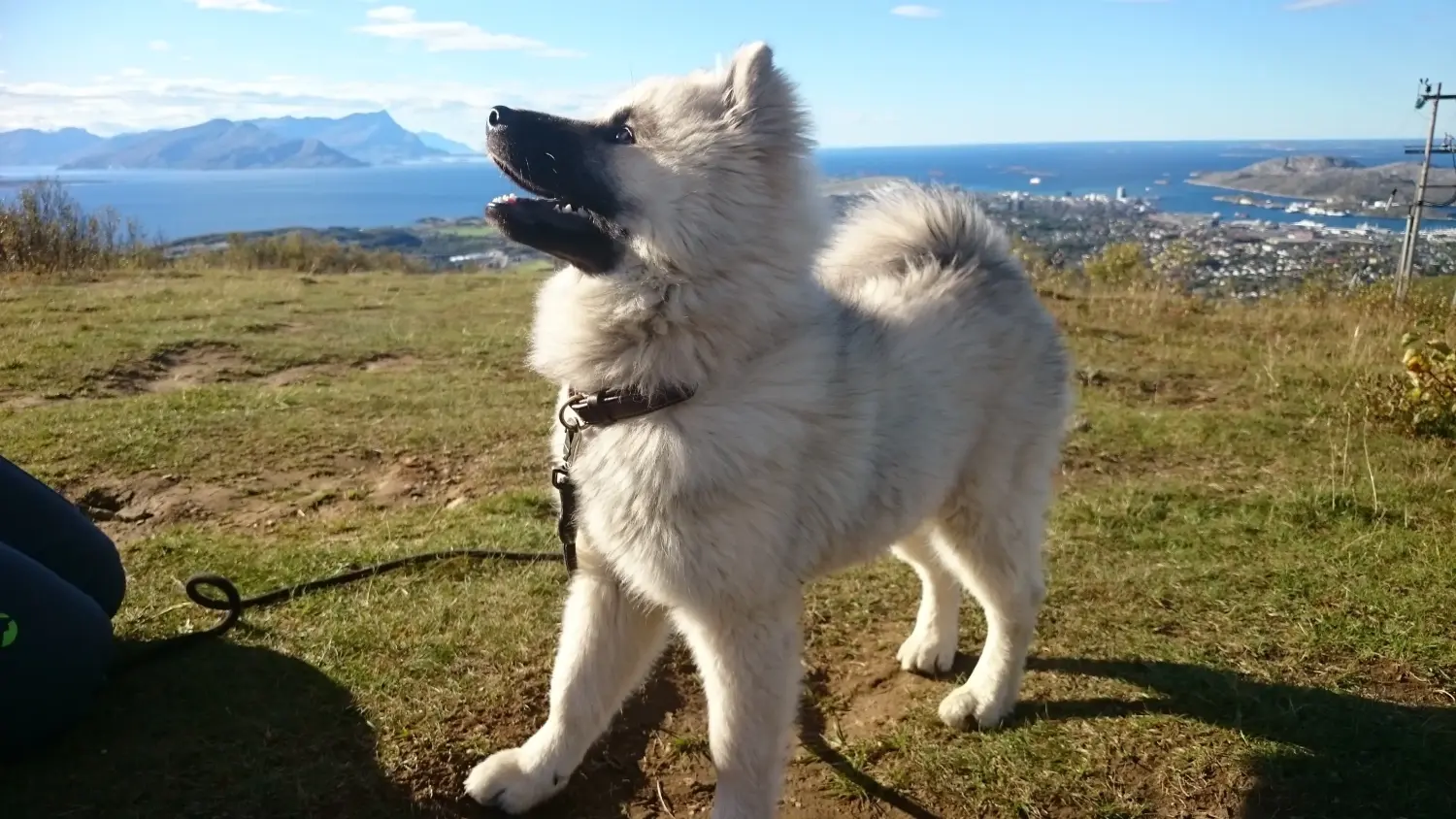 Eurasier kiskutya vásárlása felelősségvállalást jelent! Eurasier kiskutyák vásárlása.