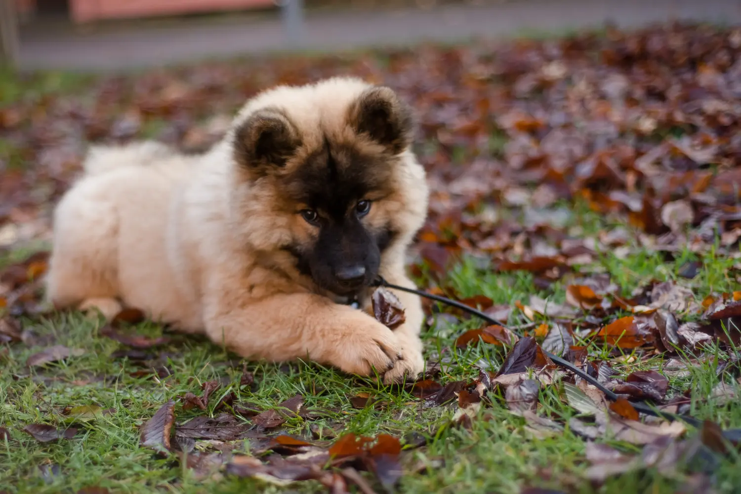 Eurasier kiskutya vásárlása felelősségvállalást jelent! Eurasier kiskutyák vásárlása.