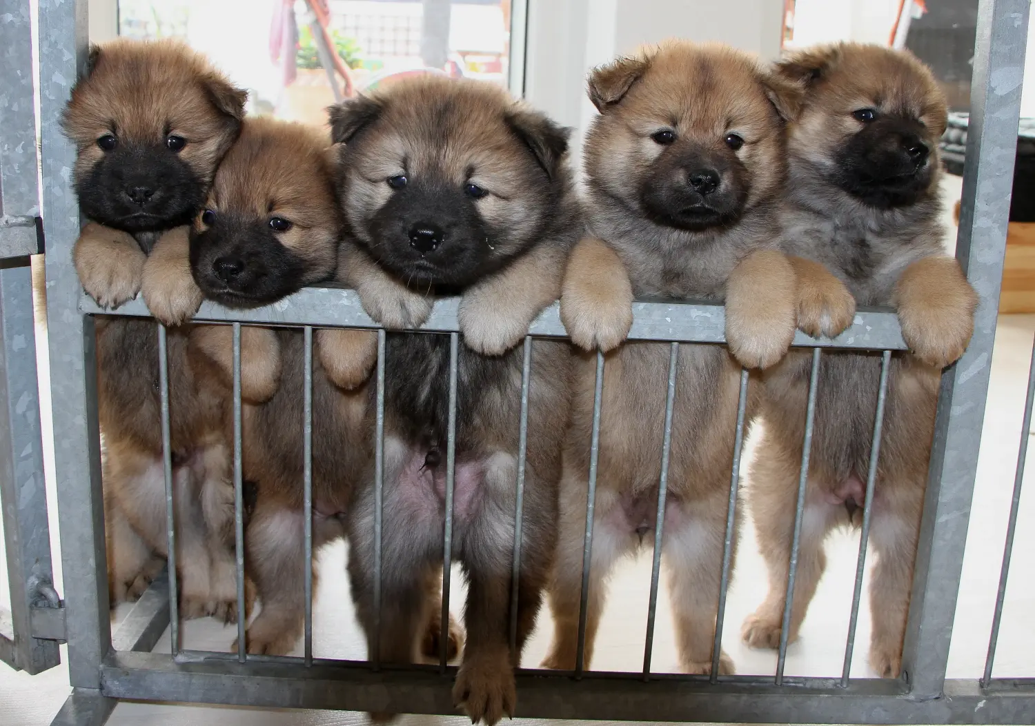 Eurasier kiskutya vásárlása felelősségvállalást jelent! Eurasier kiskutyák vásárlása.
