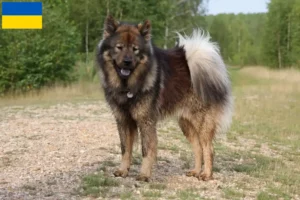 Read more about the article Eurasier tenyésztők és kölykök Ukrajnában