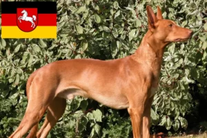 Read more about the article Fáraó kutyatenyésztők és kölykök Alsó-Szászországban