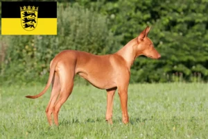 Read more about the article Fáraó kutyatenyésztők és kölykök Baden-Württembergben