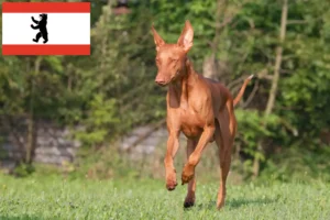 Read more about the article Fáraó kutyatenyésztő és kölykök Berlinben