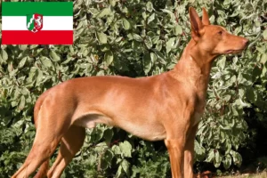 Read more about the article Fáraó kutyatenyésztők és kölykök Észak-Rajna-Vesztfália területén