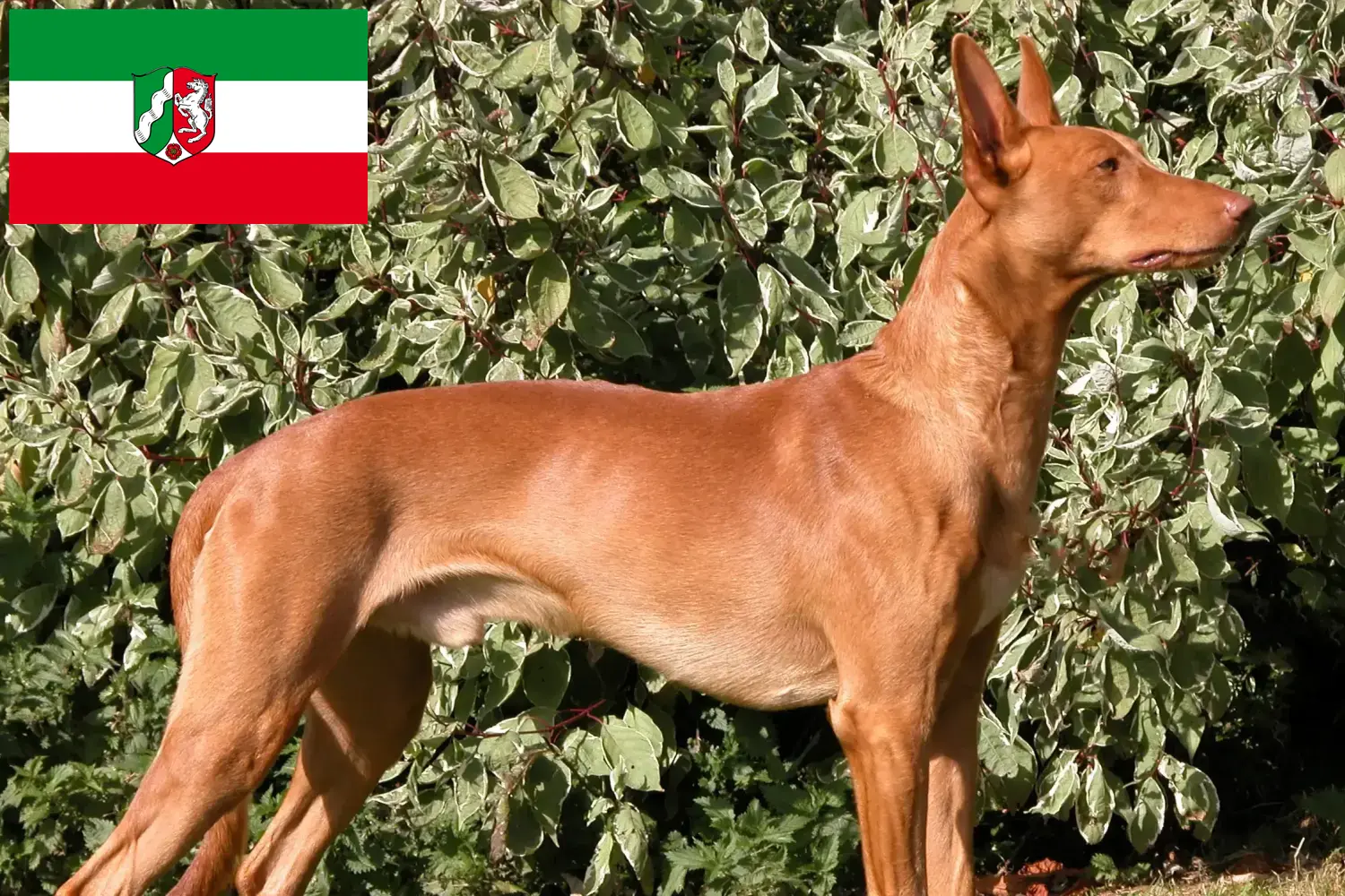 Read more about the article Fáraó kutyatenyésztők és kölykök Észak-Rajna-Vesztfália területén