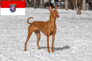 Read more about the article Fáraó kutyatenyésztők és kölykök Hessenben