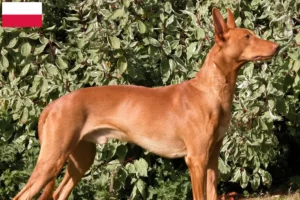 Read more about the article Fáraó kutyatenyésztők és kölykök Lengyelországban