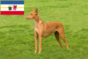 Read more about the article Fáraó kutyatenyésztők és kölykök Mecklenburg-Vorpommernben