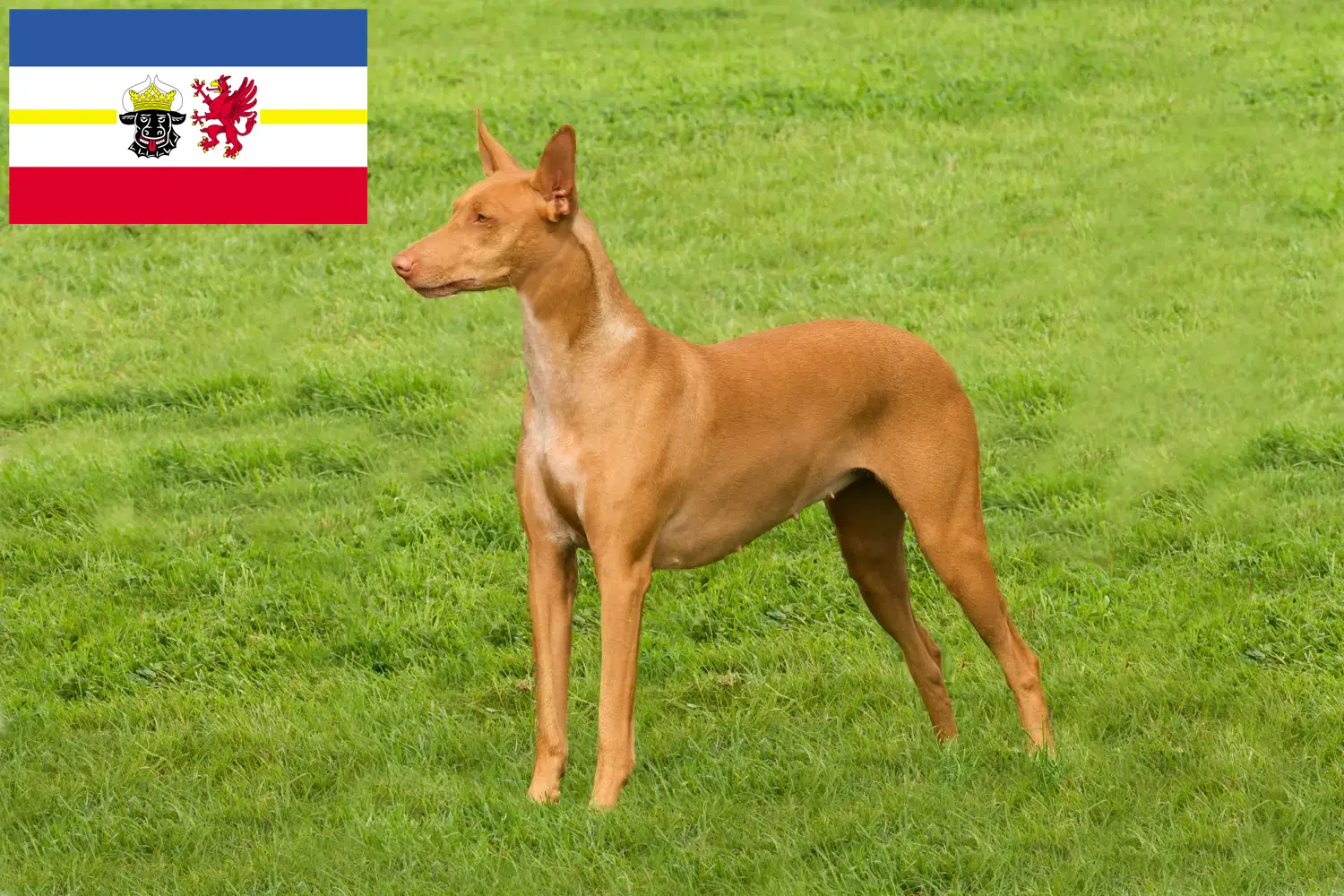 Read more about the article Fáraó kutyatenyésztők és kölykök Mecklenburg-Vorpommernben