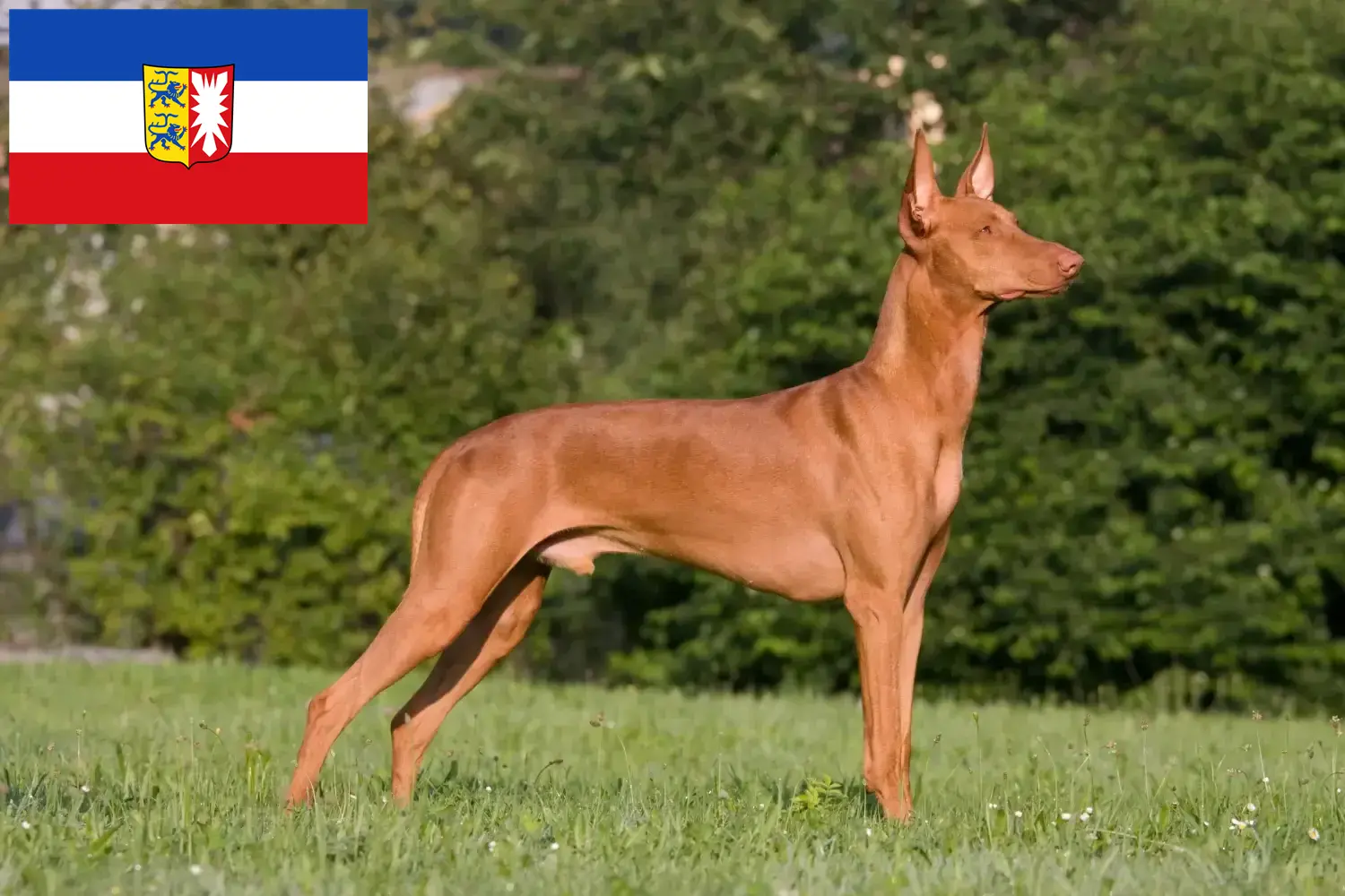 Read more about the article Fáraó kutyatenyésztők és kölykök Schleswig-Holsteinben