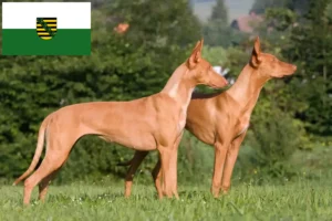 Read more about the article Fáraó kutyatenyésztők és kölykök Szászországban