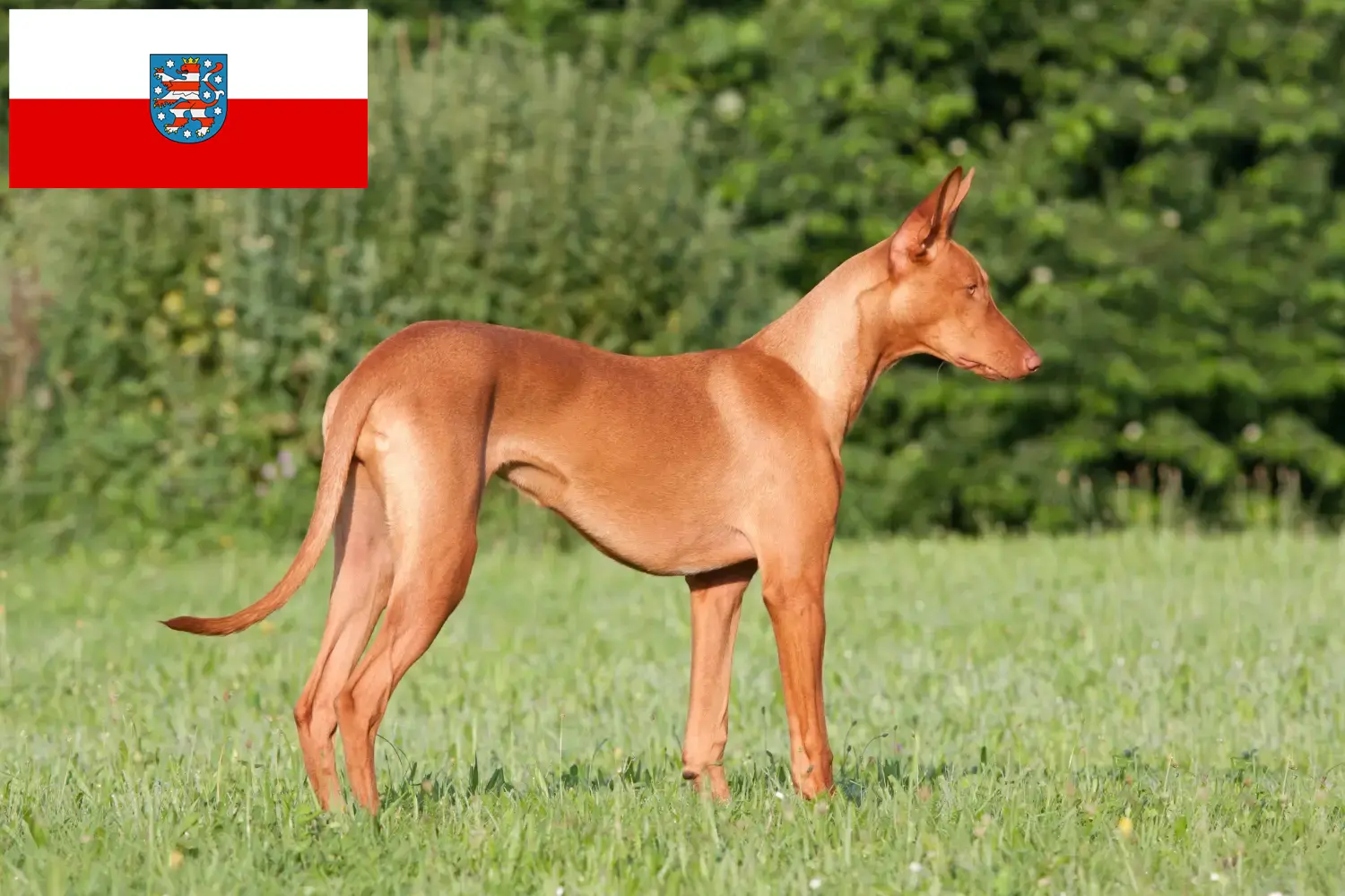 Fáraókutya kiskutyák és tenyésztők Türingia Itt találhat fáraó kutyatenyésztőket Türingiában.