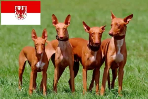 Read more about the article Fáraó kutyatenyésztők és kölykök Brandenburgban