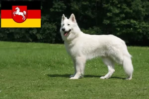 Read more about the article Fehér svájci juhászkutya tenyésztő és kölykök Alsó-Szászországban