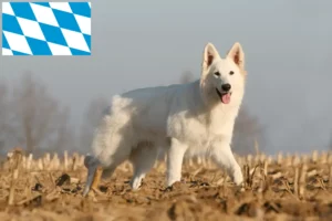 Read more about the article Fehér svájci juhászkutya tenyésztők és kölykök Bajorországban