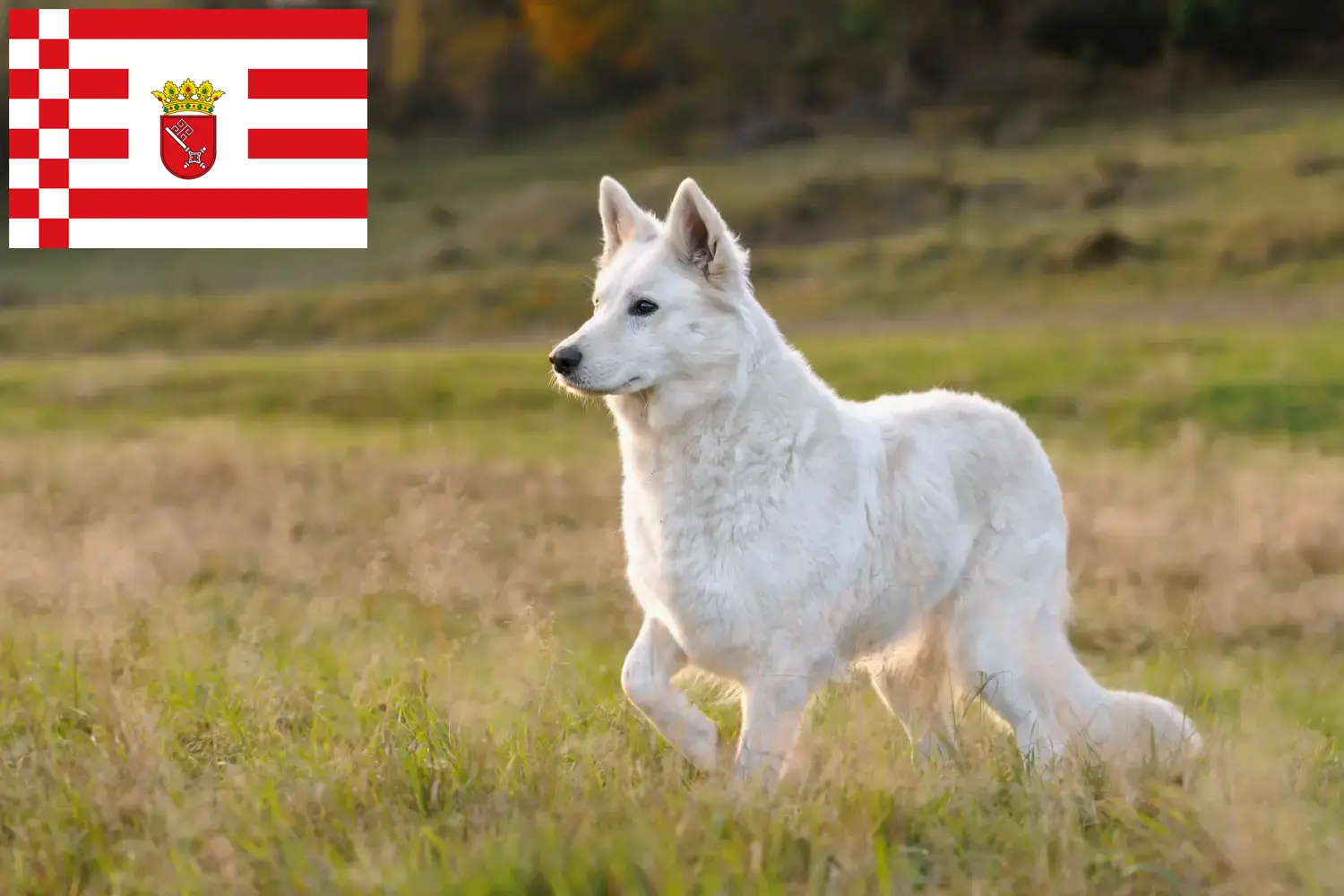 Read more about the article Fehér svájci juhászkutya tenyésztő és kölykök Brémában