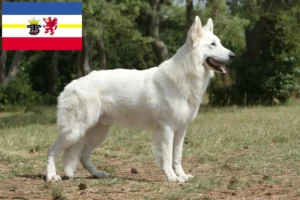 Read more about the article Fehér svájci juhászkutya tenyésztő és kölykök Mecklenburg-Vorpommernben