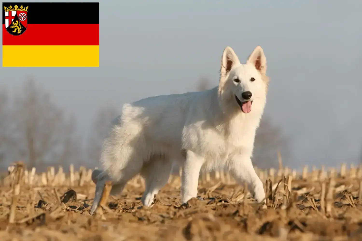 Fehér svájci juhászkutya kölykök és tenyésztő Rajna-vidék-Pfalz Itt találhat Fehér Svájci juhászkutya tenyésztőket Rajna-vidék-Pfalzban.