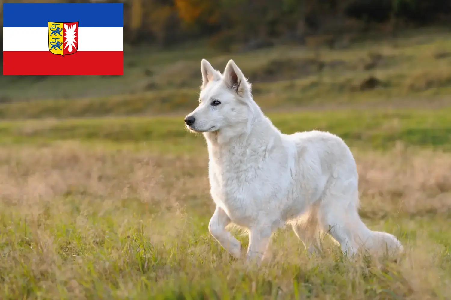 Fehér svájci juhászkutya kölykök és tenyésztő Schleswig-Holstein Itt megtalálhatja a Schleswig-Holstein területén működő fehér svájci juhászkutya tenyésztőket.