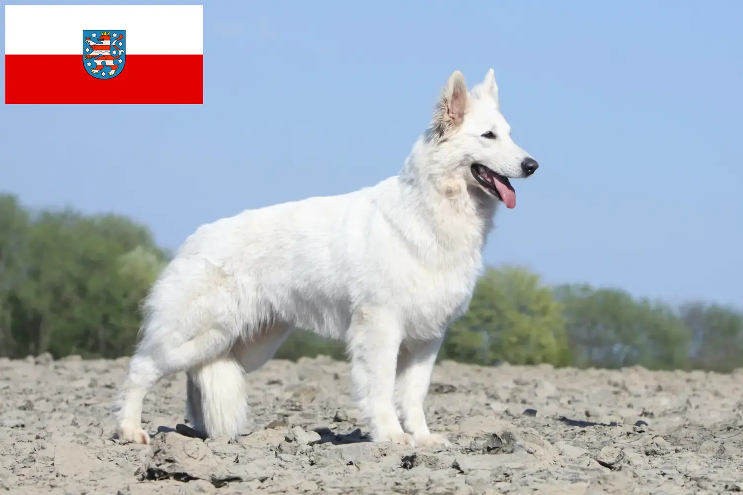 Fehér svájci juhászkutya kölykök és tenyésztő Türingia Itt találhat fehér svájci juhászkutya tenyésztőket Türingiában.