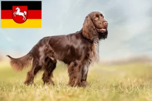 Read more about the article Field spániel tenyésztők és kölykök Alsó-Szászországban