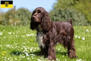 Read more about the article Field Spaniel tenyésztők és kölykök Baden-Württembergben