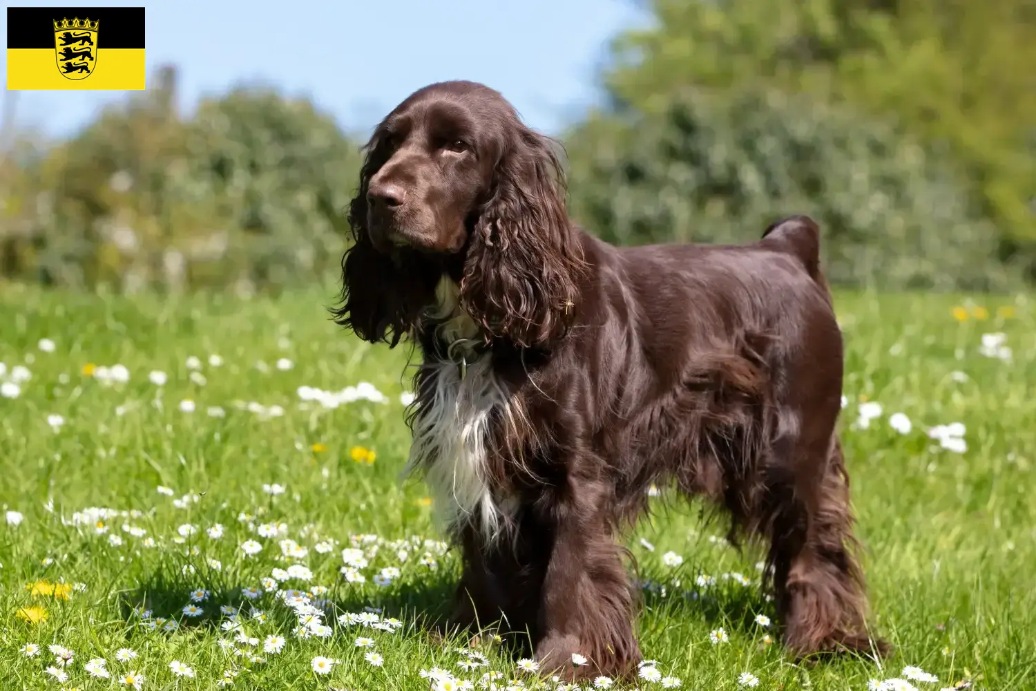 Read more about the article Field Spaniel tenyésztők és kölykök Baden-Württembergben
