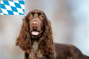 Read more about the article Field Spaniel tenyésztők és kölykök Bajorországban