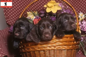 Read more about the article Field Spaniel tenyésztők és kölykök Berlinben