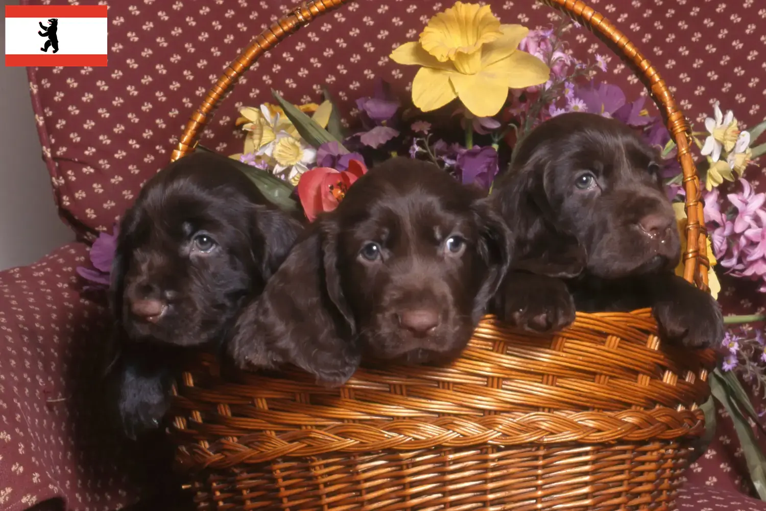 Read more about the article Field Spaniel tenyésztők és kölykök Berlinben