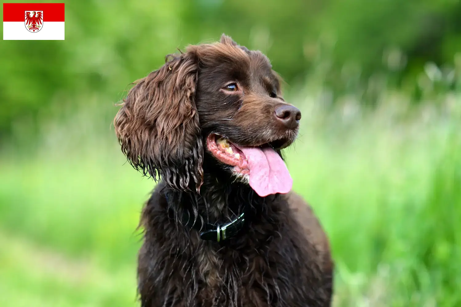 Read more about the article Field Spaniel tenyésztők és kölykök Brandenburgban