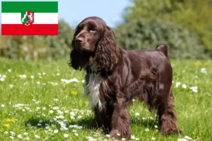 Read more about the article Field Spaniel tenyésztők és kölyökkutyák Észak-Rajna-Vesztfália tartományban