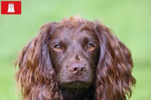 Read more about the article Field Spaniel tenyésztők és kölykök Hamburgban