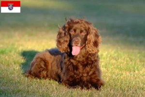 Read more about the article Field Spaniel tenyésztők és kölykök Hessenben