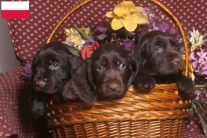 Read more about the article Field Spaniel tenyésztők és kölykök Lengyelországban