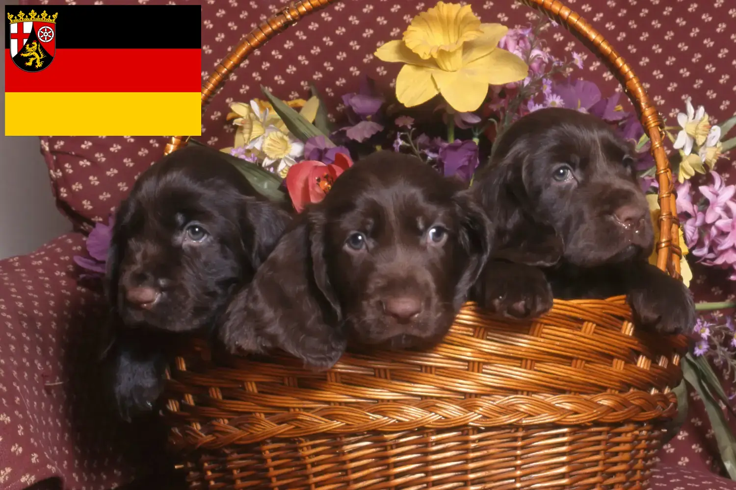 Read more about the article Field Spaniel tenyésztők és kölykök Rajna-vidék-Pfalzban